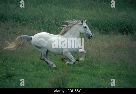 inländische Pferd, Lusitania (Equus Przewalskii F. Caballus), Hengst, Galopp. Stockfoto