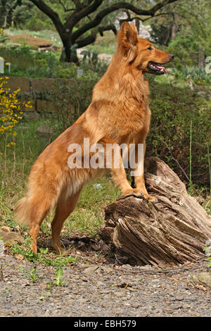 Harzer Fuchs, Harzer Fox (Canis Lupus F. Familiaris), stehend auf asnag Stockfoto