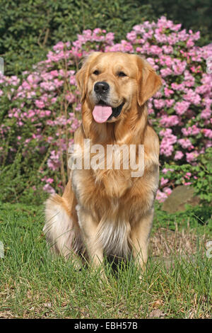 Golden Retriever (Canis Lupus F. Familiaris) im Garten Stockfoto