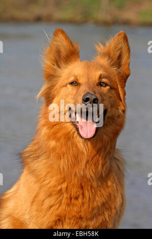 Harzer Fuchs, Harzer Fox (Canis Lupus F. Familiaris), portrait Stockfoto