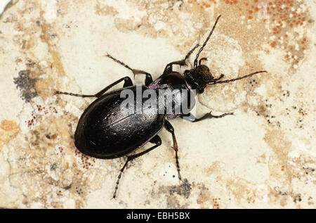 Wald-Boden-Käfer (Carabus Nemoralis). Stockfoto