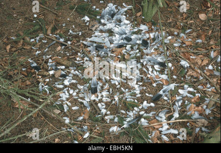 nördlichen Habicht (Accipiter Gentilis), Kommissionierung von einer Taube. Stockfoto