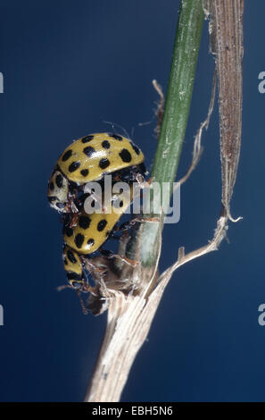 Twentytwo-Spot Ladybird Käfer (Thea Vigintiduopunctata). Stockfoto