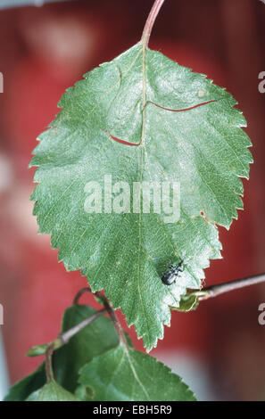 Birke Leafroller Rüsselkäfer (Deporaus Betulae), ersten Schnitten in einem Blatt. Stockfoto