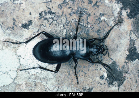 glatten Boden Käfer * (Carabus Glabratus). Stockfoto