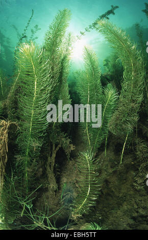 Stuten-Tail, gemeinsame Stuten-Tail (Hippuris Vulgaris). Stockfoto