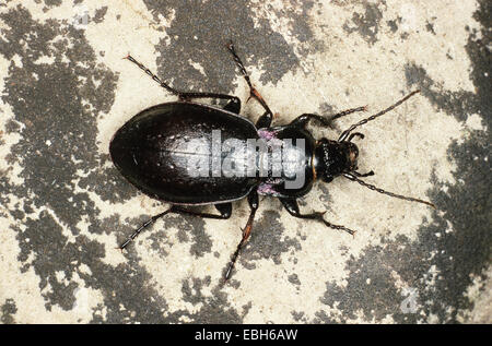 Wald-Boden-Käfer (Carabus Nemoralis). Stockfoto