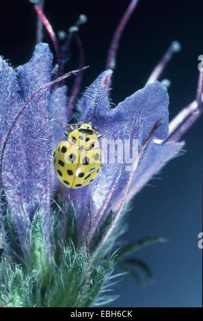 Twentytwo-Spot Ladybird Käfer (Thea Vigintiduopunctata). Stockfoto