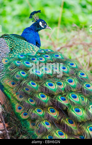 Gemeinsamen Pfauen, indischen Pfauen, blaue Pfauen (Pavo Cristatus), Männlich, Porträt, Deutschland, Nordrhein-Westfalen Stockfoto