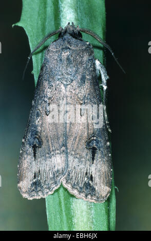 dunkle Dart Motte, dunkle Schwert-Grass Moth; schwarzen Cutworm (Agrotis Disbalance, Agrotis Ypsilon, Scotia Ypsilon). Stockfoto