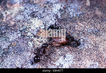 Ameisen-Nest Cricket (Myrmecophila Acervorum). Stockfoto