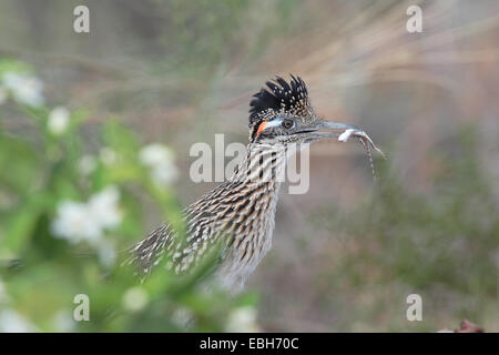 geringerem Straßenläufer (Geococcyx Velox) mit Eidechse in der Rechnung, USA, Arizona, Phoenix Stockfoto