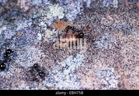 Ameisen-Nest Cricket (Myrmecophila Acervorum). Stockfoto