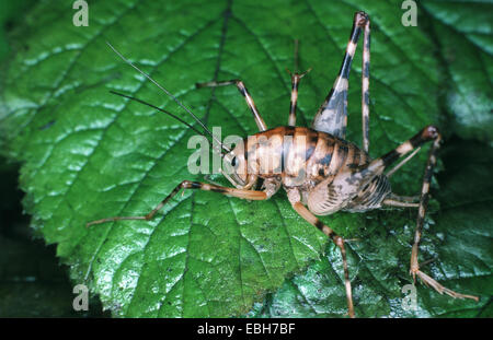 Gewächshaus Kamel Cricket, Gewächshaus Kamel-Cricket, Gewächshaus Stein Cricket (Tachycines Asynamorus), auf einem grünen Blatt Standortwahl. Stockfoto