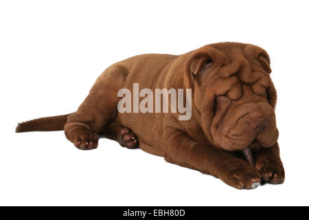 Shar-Pei, chinesische Shar-Pei (Canis Lupus F. Familiaris) Stockfoto