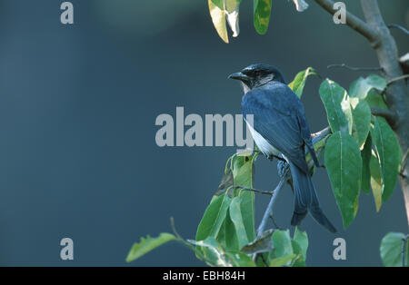 White-bellied Drongo (Dicrurus Caerulescens), juvenile. Stockfoto