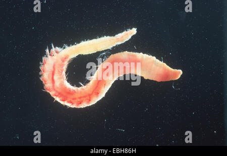 Europäische Lug Wurm, Schlag Lug (Interpretation Marina). Stockfoto