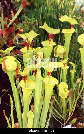 gelbe Schlauchpflanze, Jäger Horn (Sarracenia Flava). Stockfoto