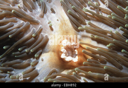 riesigen Teppich-Anemone, riesige Anemone (regelmäßig Mertensii). Stockfoto