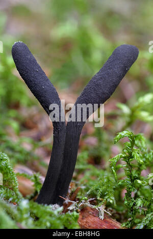 Toten Molls Fingern (Xylaria Longipes) Fruchtkörper Körper Stockfoto