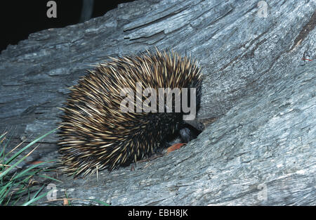 kurznasige Echidna, Kurzschnabeligel, stachelige Ameisenbär (Tachyglossus Aculeatus). Stockfoto