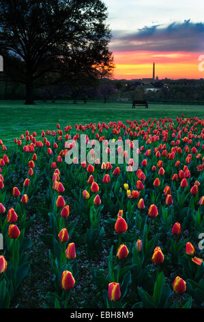 Blick auf Sonnenuntergang des Washington Monument in der Ferne mit Tulpen im Vordergrund. Stockfoto