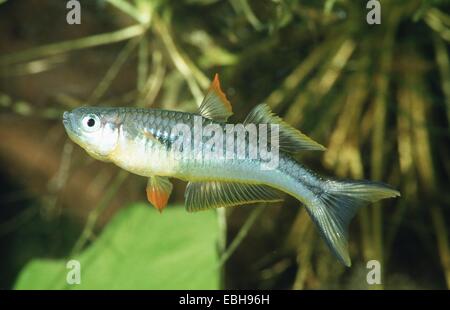 Gabel-Tail Regenbogenfisch (Pseudomugil Furcatus). Stockfoto