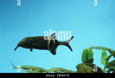 Peters Wurm-jawed Mormyrid, Peters Elefant Nase, Elephantnose Fisch (Gnathonemus Petersii). Stockfoto