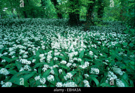 Bärlauch, Pflanze Lauch (Allium Ursinum), alluvial, Tiefland Wald, Deutschland, Baden-Württemberg, Heidelberg, Jun 02. Stockfoto