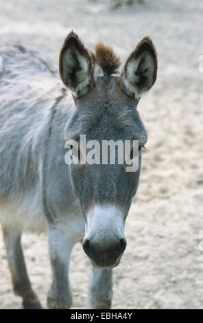 Sizilianische Esel (Equus Asinus Asinus). Stockfoto