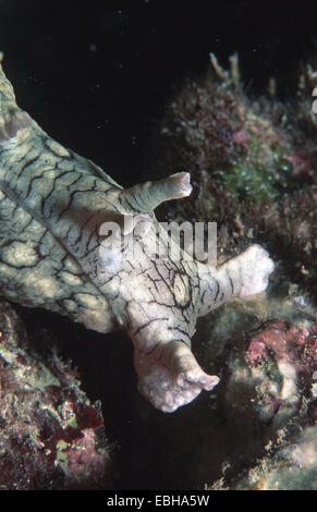 großen entdeckt Meer Hasen (Aplysia Dactylomela). Stockfoto
