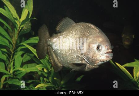 konvex-headed Piranha, Natterers Piranha, roter Piranha, rote Piranhas (Serrasalmus Nattereri). Stockfoto