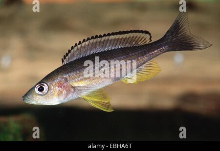 Black-Fin-Buntbarsch (Cyprichromis Brieni, Paracyprichromis Nigripinnis). Stockfoto