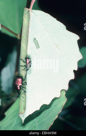 Pappel Blatt Roller Rüsselkäfer (Byctiscus Populi), rollt ein Blatt. Stockfoto