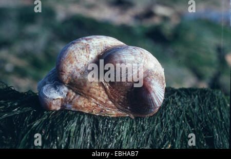 Amerikanische Pantoffel Limpet, gemeinsame Atlantic Slippersnail (Crepidula Fornicata). Stockfoto