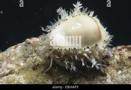 Geld Kauri (Cypraea Moneta). Stockfoto