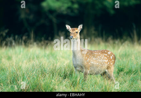 Sika Hirsche Unterarten: Japan-Sika (Cervus Nippon), Hind, Sep 98. Stockfoto