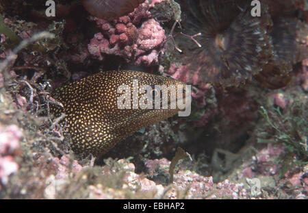 Goldentail morey (Gymnothorax Miliaris). Stockfoto