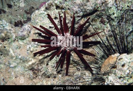 Schiefer Bleistift Urchin (Heterocentrotus Mammilatus). Stockfoto