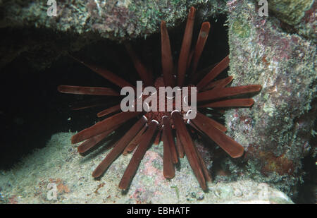 Schiefer Bleistift Urchin (Heterocentrotus Mammillatus). Stockfoto