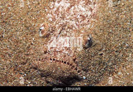 Sterne Gaffer, Stargazer (Uranoscopus Scaber), Tarnung. Stockfoto