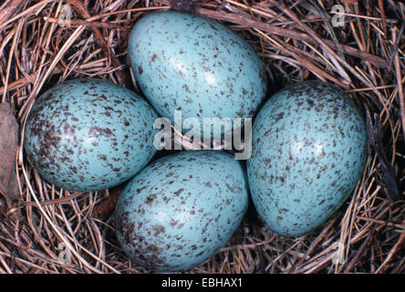 Amsel (Turdus Merula), Eiern im Nest. Stockfoto