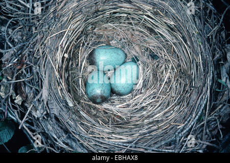 Amsel (Turdus Merula), Eiern im Nest. Stockfoto