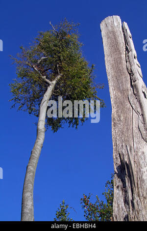 Rotbuche (Fagus Sylvatica), Baum und Stiel nach Sturm, Deutschland Stockfoto