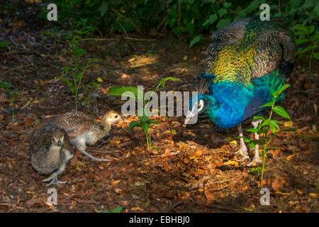 Gemeinsamen Pfauen, indischen Pfauen, blaue Pfauen (Pavo Cristatus), Küken und männlich auf den Feed, Deutschland, Nordrhein-Westfalen Stockfoto