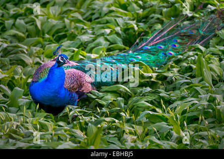 Gemeinsamen Pfauen, indischen Pfauen, blaue Pfauen (Pavo Cristatus), weibliche in einem Feld mit Bärlauch, Deutschland, Nordrhein-Westfalen Stockfoto