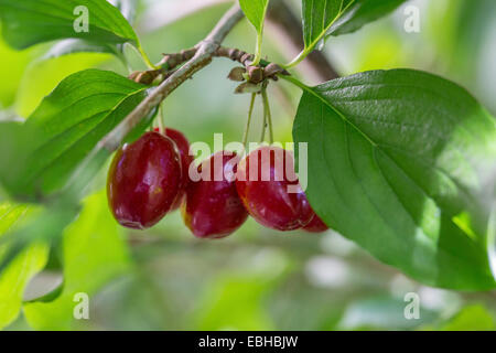 Cornelian Cherry Wood (Cornus Mas), Reife Früchte, Deutschland, Bayern Stockfoto