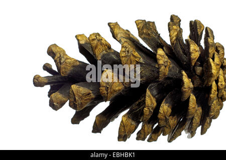 Föhre, Kiefer (Pinus Sylvestris), Kegel aus Kiefer Stockfoto