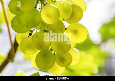 Rebe, Weinrebe (Vitis Vinifera), grüne Trauben durchscheinende Hintergrundbeleuchtung, Deutschland, Bayern Stockfoto