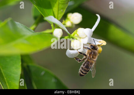 Honigbiene, Bienenkorb Biene (Apis Mellifera Mellifera), auf eine Mandarin Blume Stockfoto